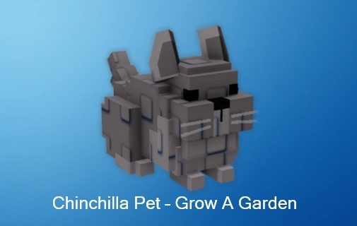 chinchilla pet