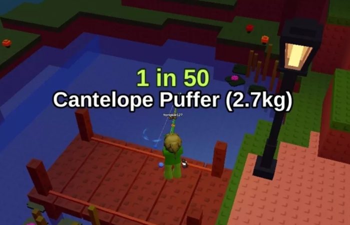 Cantelope Puffer Fish It