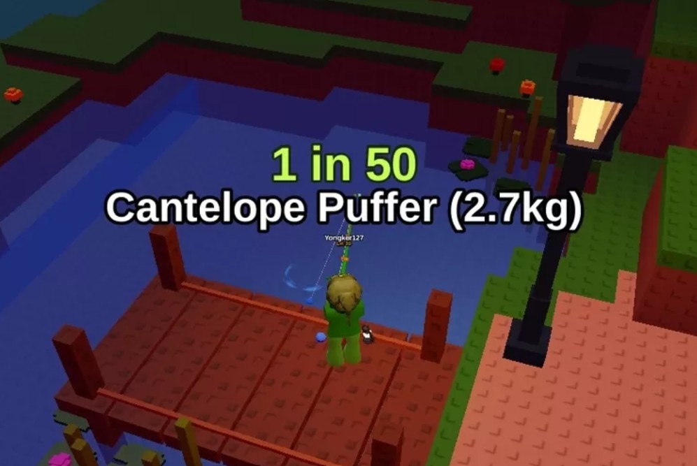 Cantelope Puffer Fish It